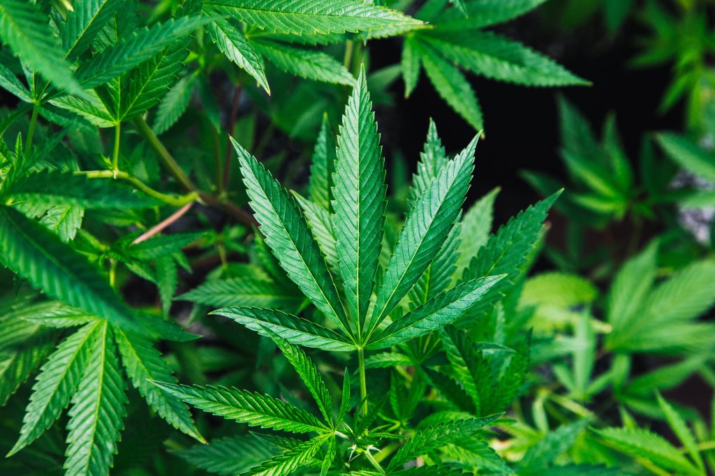 Marijuana: “High” Growth Potential!